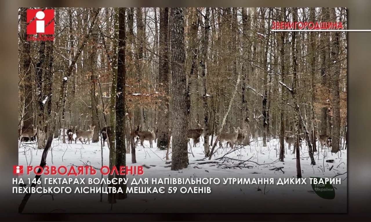 На території Пехівського лісництва на Черкащині стали розводити плямистих оленів: їх уже 59 (ВІДЕО)